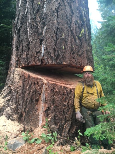 A giant tree trunk with a large cut notch; a logger in yellow protective gear stands beside it in the forest.