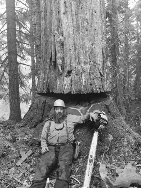 Man in hard hat stands beside a giant tree trunk in a forest, holding a long measuring pole.