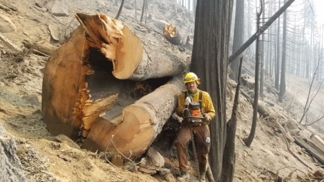 Firefighter beside a charred fallen tree trunk on a smoky, burned hillside