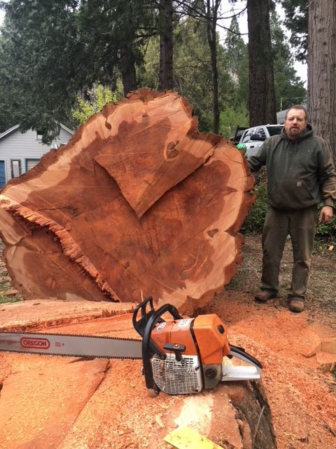 Man standing beside a huge cut tree stump with a chainsaw on the ground and sawdust around it