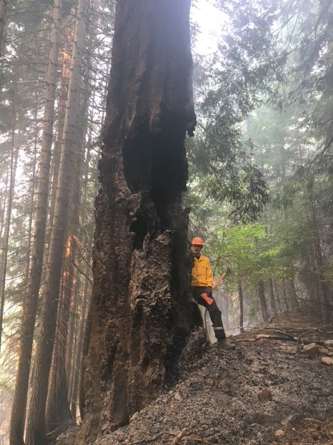 Hiker in orange helmet and yellow jacket standing beside a charred tree trunk in a foggy forest