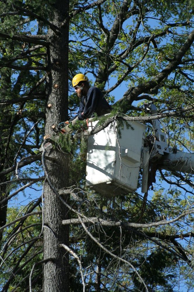 Worker in a white bucket lift trimming tree branches among tall pine trees