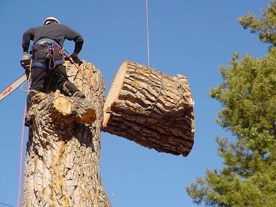 Worker suspended beside a large tree trunk section during tree removal under a blue sky