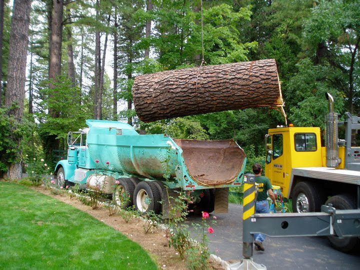 Logging truck loading a huge tree trunk in a wooded area