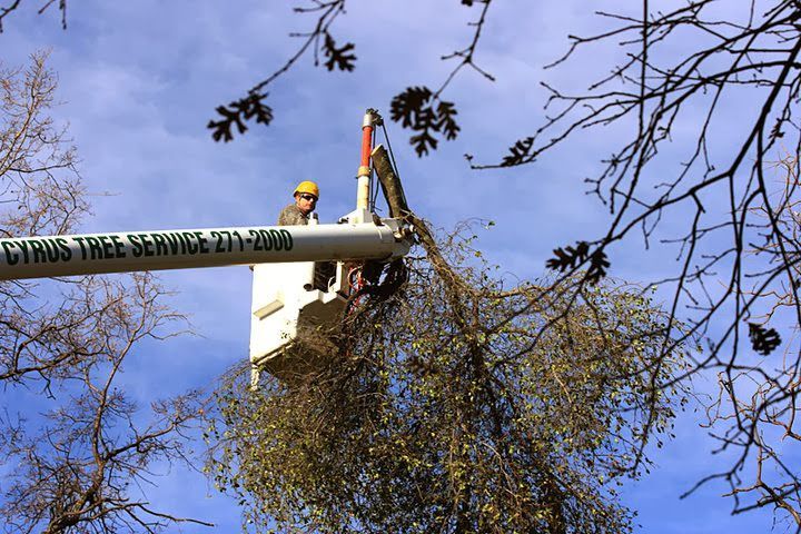 Two utility workers in a bucket lift trimming tree branches near a large overhead pipe against a blue sky