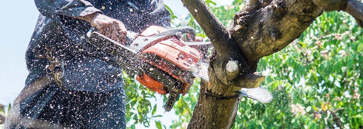 Person using a red chainsaw to cut a tree branch while sawdust sprays in the air