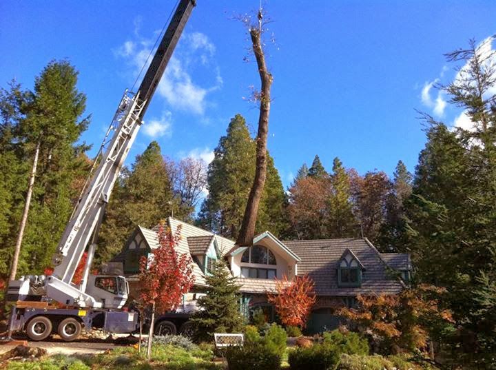 Tree removal crane beside a house in a wooded neighborhood under a blue sky