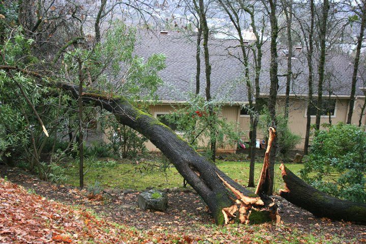 Broken tree trunk in a yard near a house, with fallen branches and wet autumn leaves.