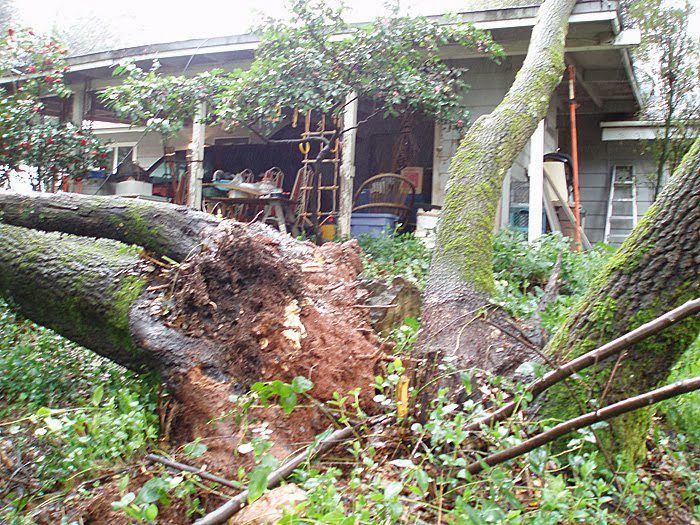 Tree trunk being loaded by crane onto a truck in a driveway beside a building