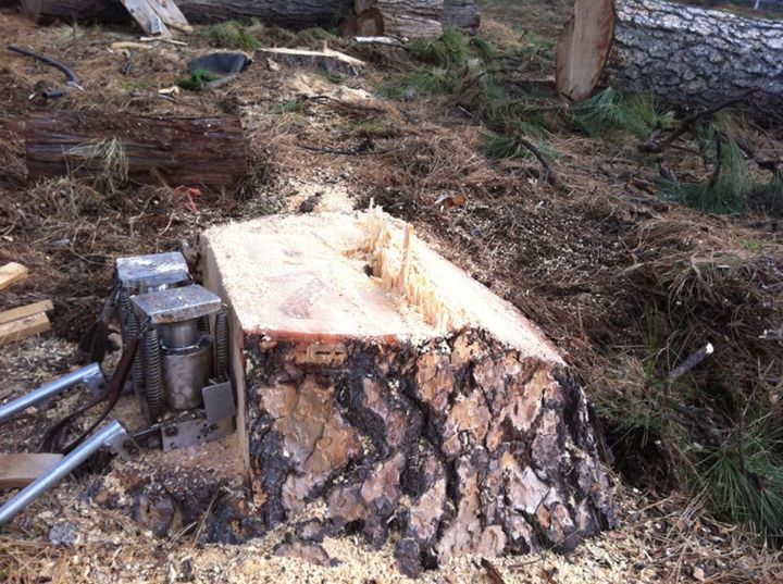 Freshly cut tree stump with bark on a wooded forest floor, near a stump grinder machine