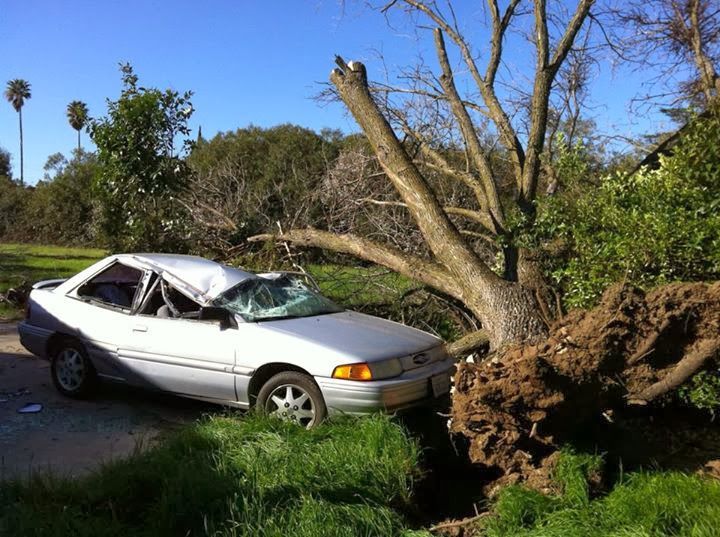 Silver car crushed by a fallen tree in a grassy field, with the trunk split at the roots.