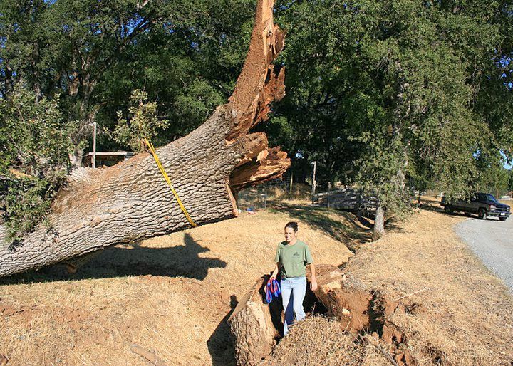 Large fallen tree trunk with two people standing beside it on a sunny dirt roadside.