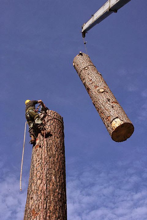 Arborist cutting a tall tree trunk with a suspended log against a blue sky