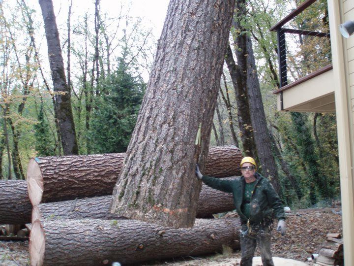 Worker standing beside stacked logs and a large leaning tree near a house deck in a wooded yard