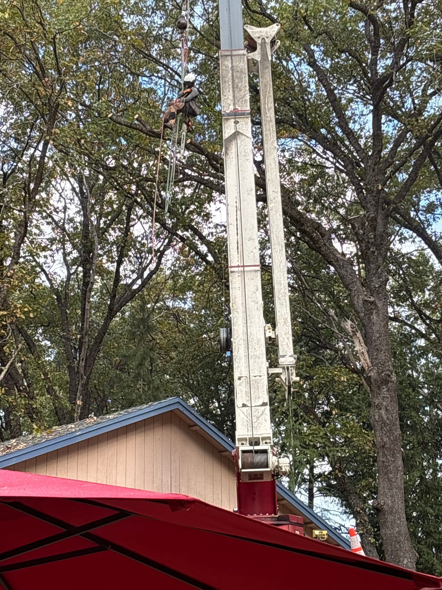 Worker on a tall tree-trimming lift beside large trees and a red-roofed structure.