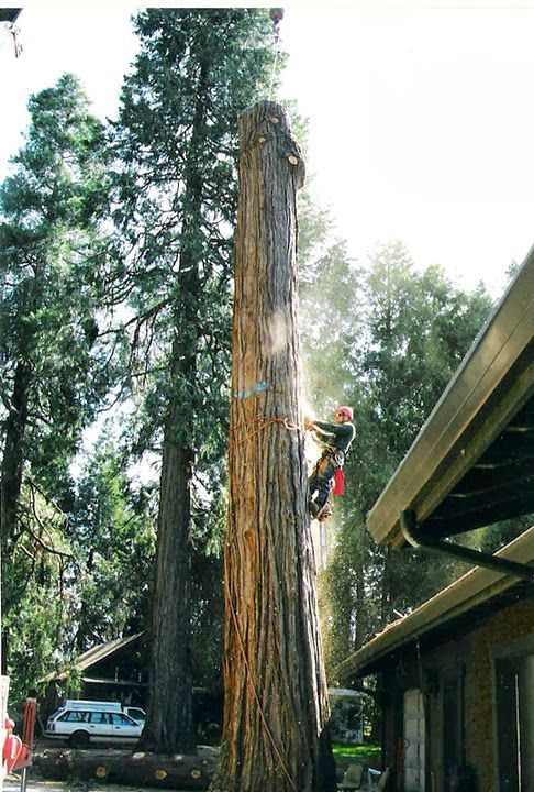 Person climbing a tall tree trunk beside a house, with a rope and helmet in a wooded yard