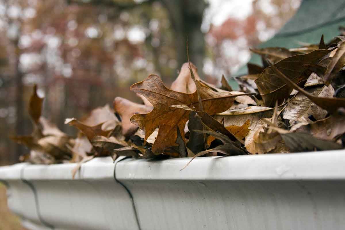 White gutter overflowing with dry brown leaves. Blurred trees in background.