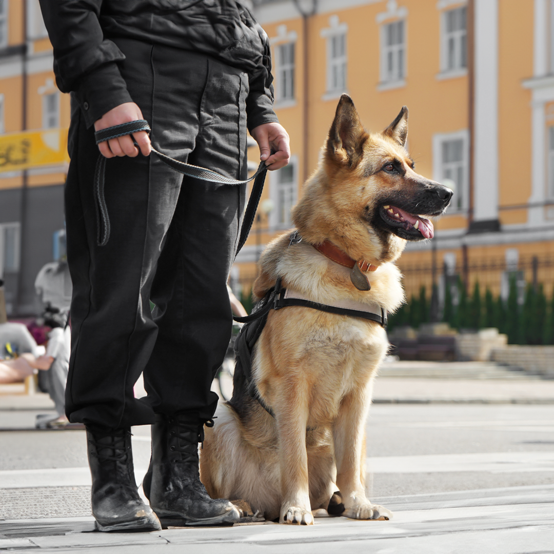 Police officer with German Shepherd dog, outside on a street. Dog is sitting, wearing a harness.
