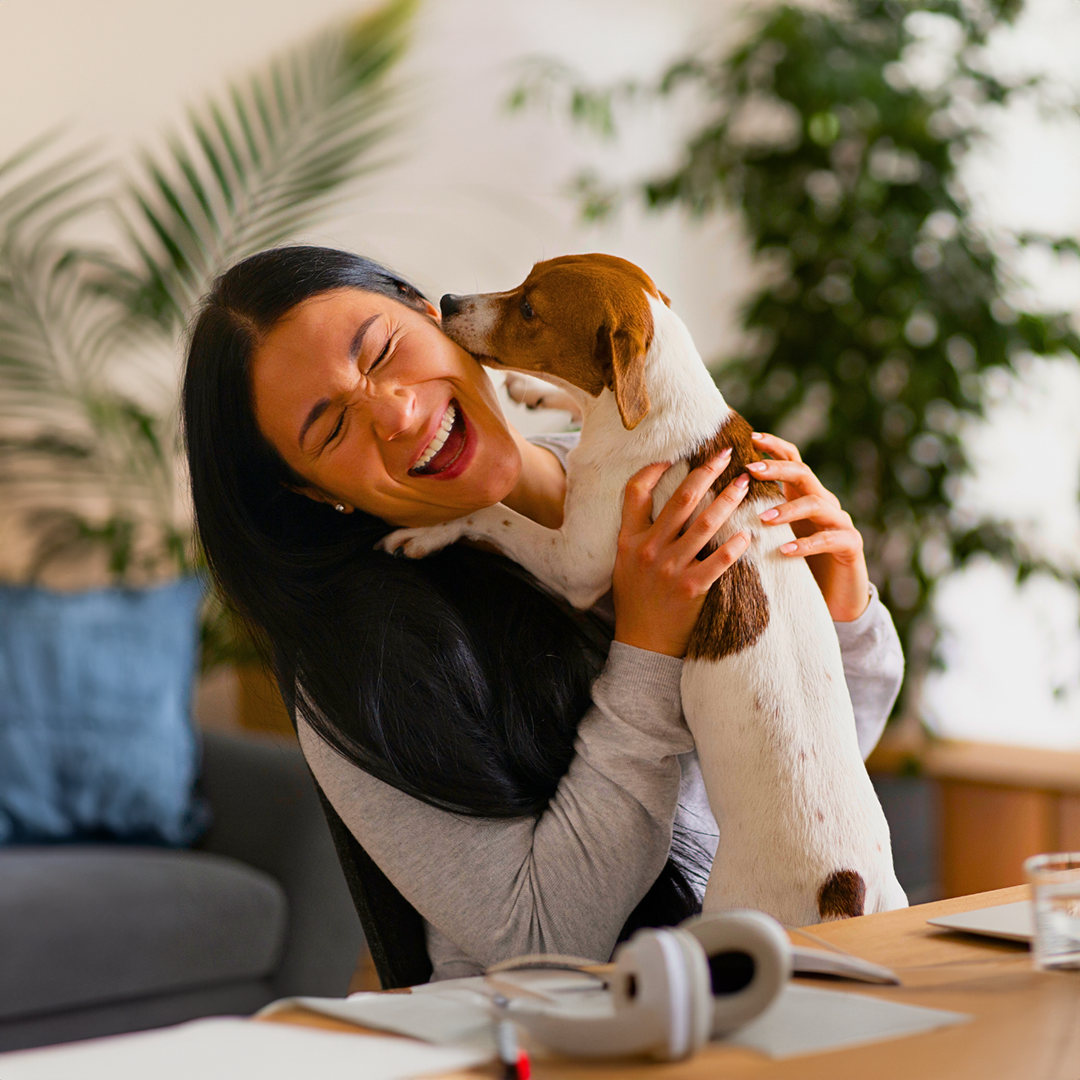 Woman laughing, being playfully kissed by a brown and white dog; inside, desk with headphones, open book.