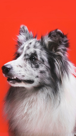 Blue merle dog with fluffy fur, looking left, set against a red background.