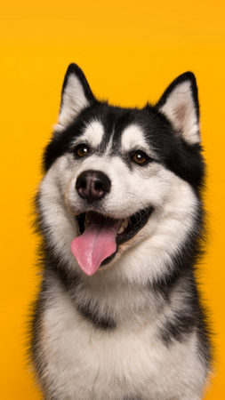 Husky dog with black and white fur, pink tongue, and smiling expression against yellow background.