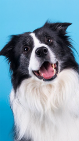 Border Collie with black and white fur, smiling against a blue background.
