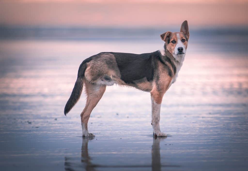 Dog with floppy ear standing on a wet beach, looking at the camera. Soft, pastel colors.