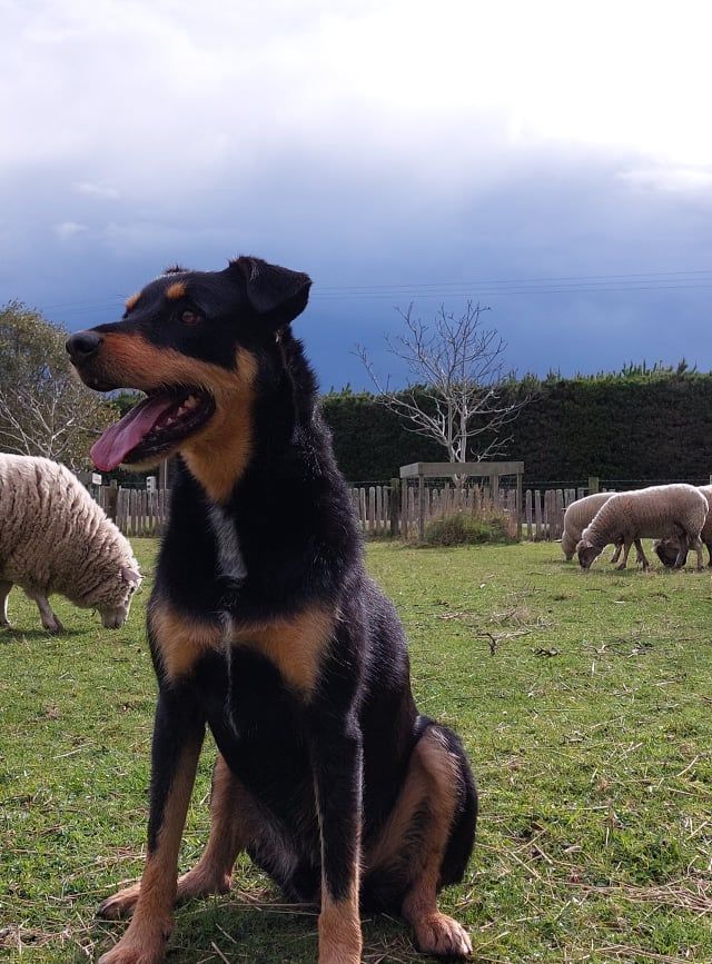Black and tan dog sits in a field with sheep, mouth open, looking to the left.