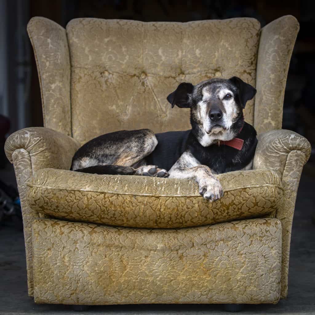 Dog lounging in a worn, beige armchair, wearing a red bowtie.