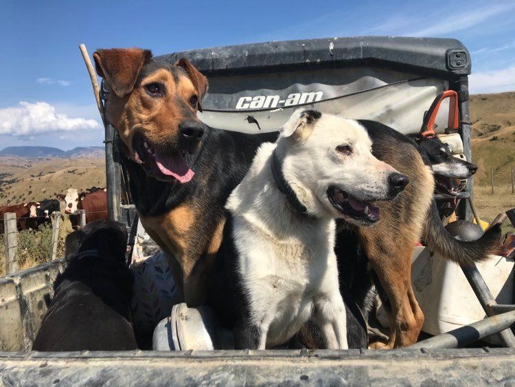 Dogs riding in a utility vehicle on a farm; one brown, one white/black, and others.