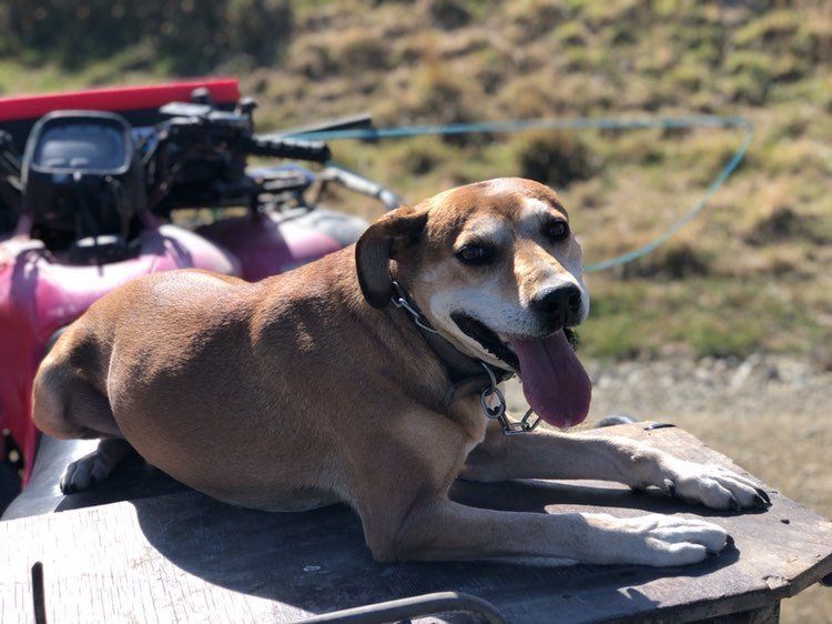 Dog with tongue out, resting on an ATV, outdoors.