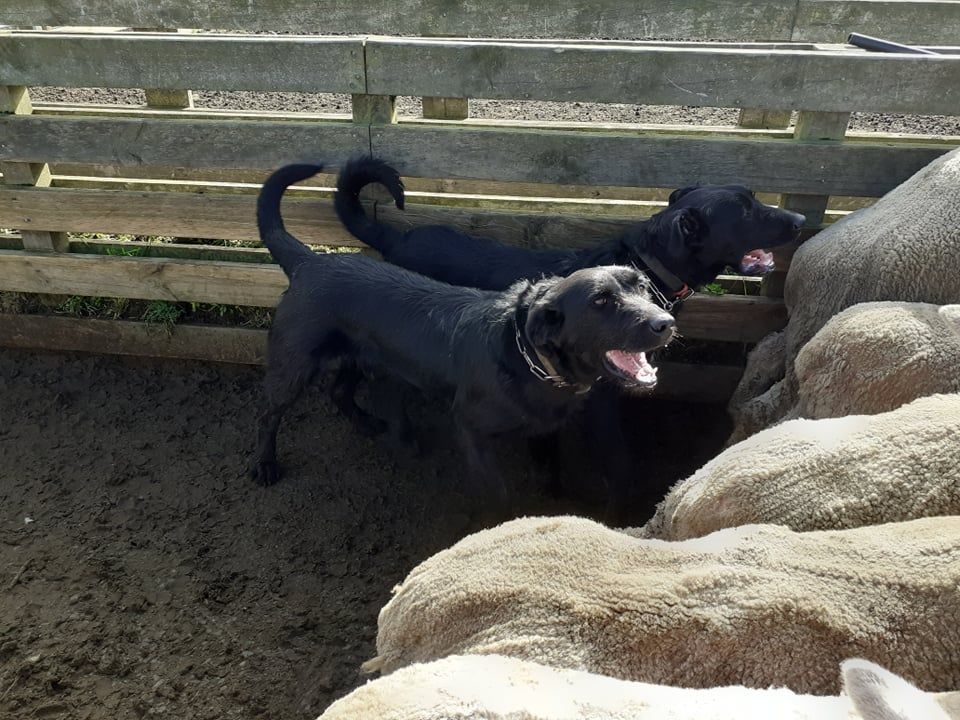 Two black dogs herding sheep in a wooden pen. One dog is facing forward, mouth open, the other behind it.