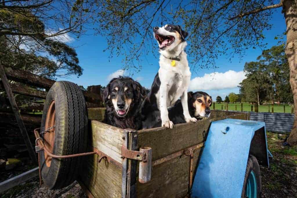 Three dogs sitting in a weathered, blue and wooden cart outdoors under a bright blue sky.