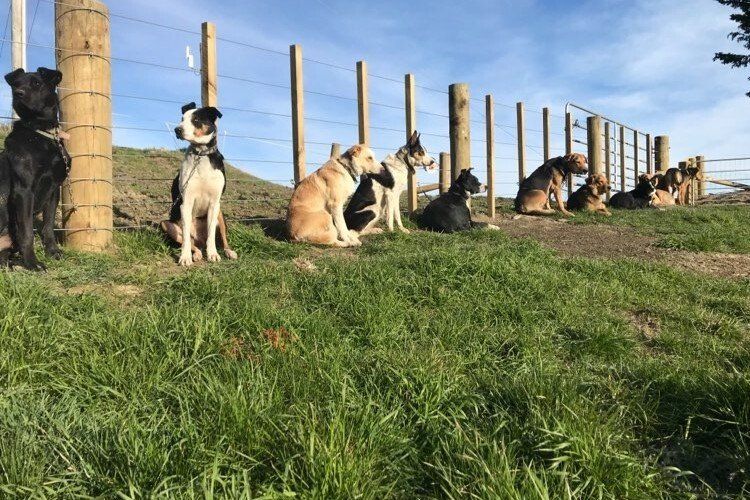 Dogs sitting in a row next to a wooden fence on a grassy hill. Sunny day.