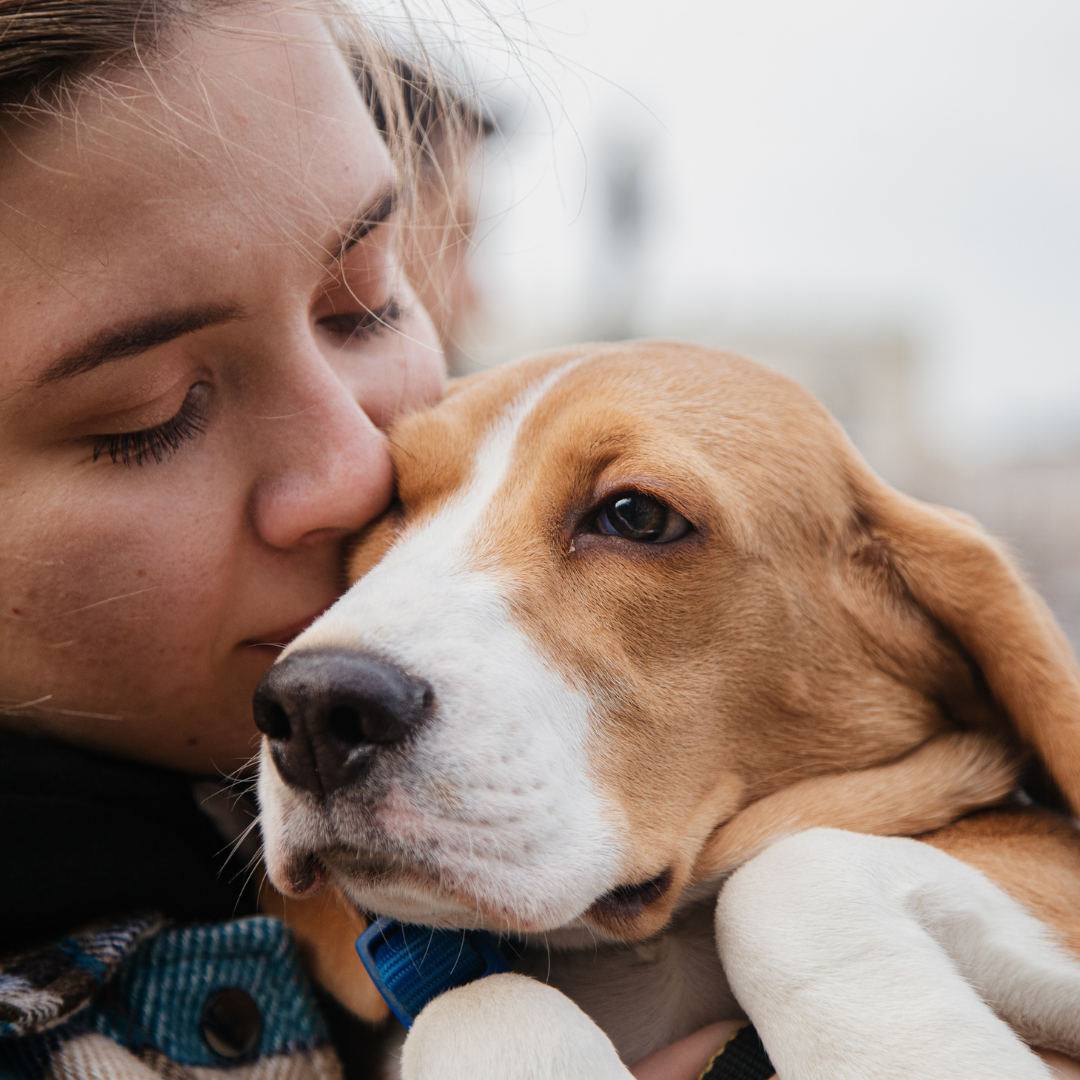 Pet Refuge