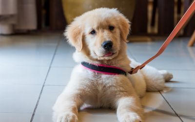 Um filhote de golden retriever cor creme com coleira rosa e preta deitado em um piso de azulejos claros.