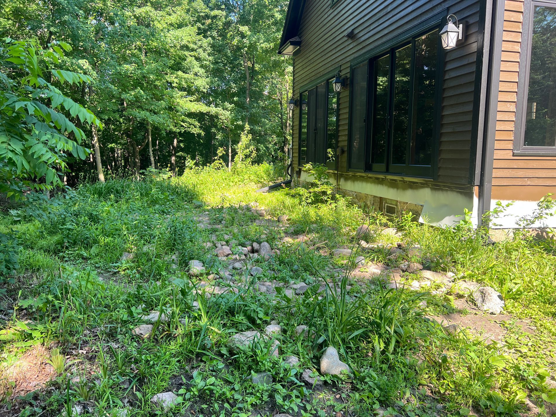 Overgrown garden beside a house with dense green vegetation and wildflowers