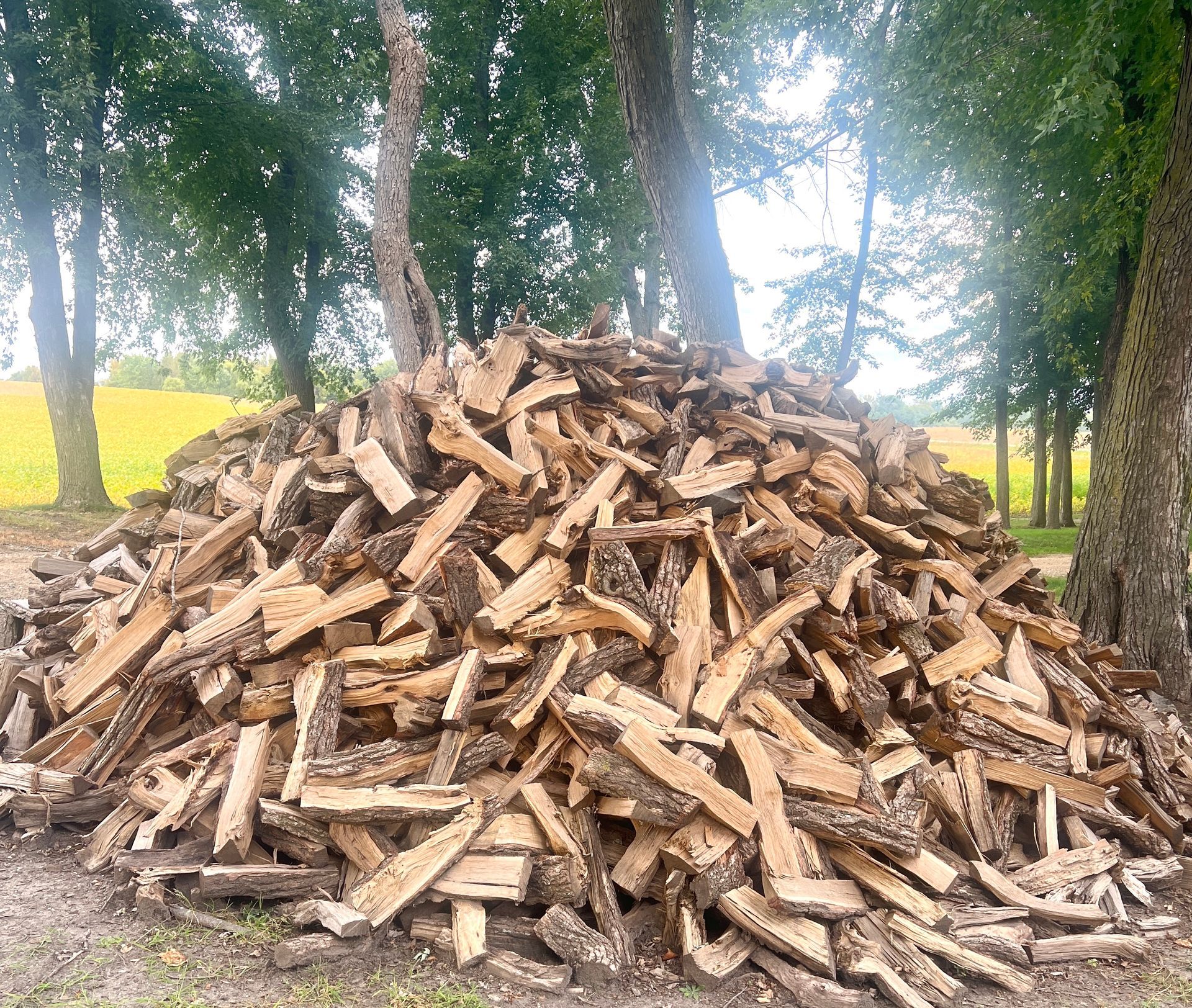 Large pile of chopped firewood stacked outdoors among trees and grass