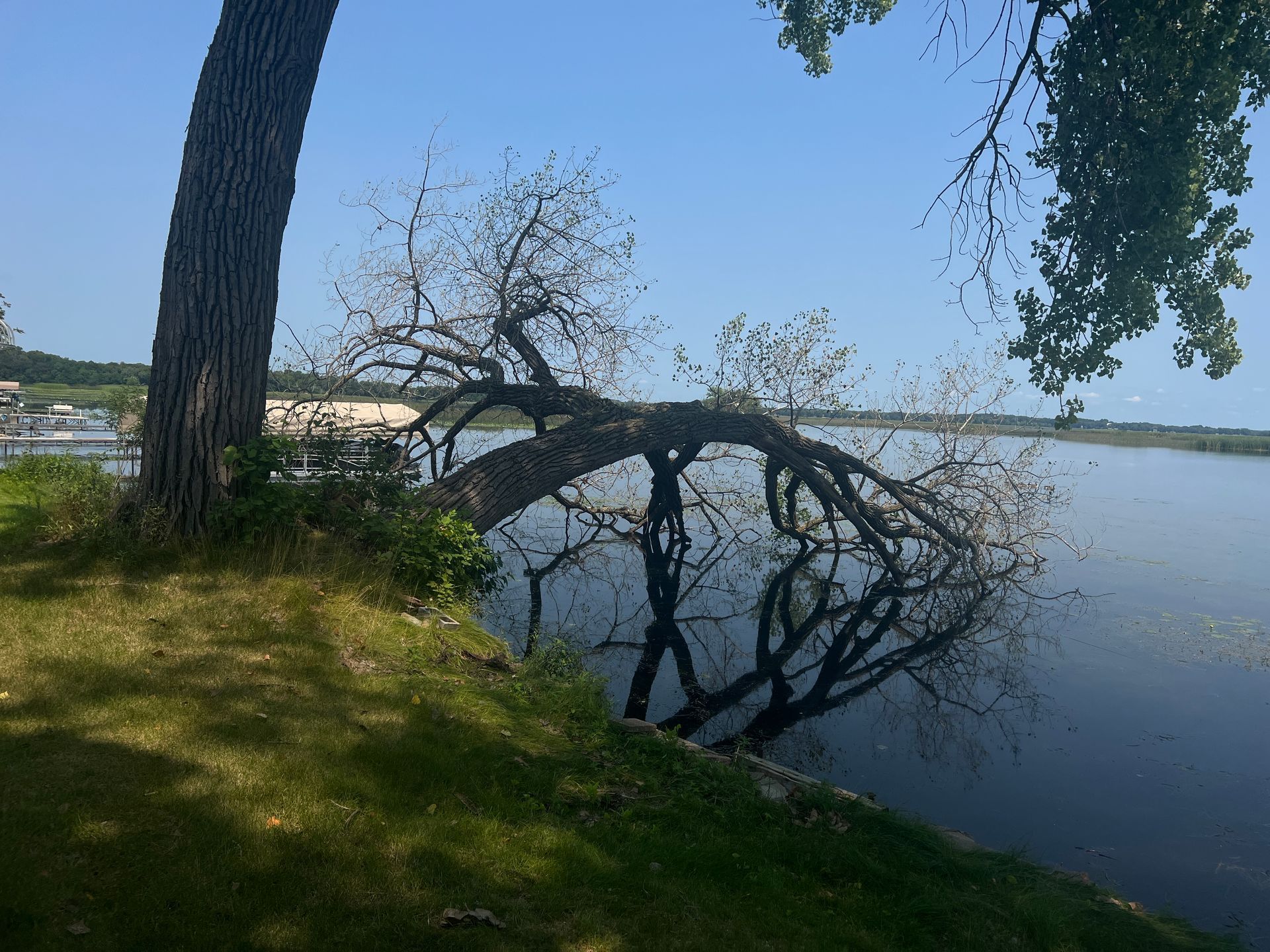 Tree leaning over a calm lake beside a grassy shore under a clear blue sky