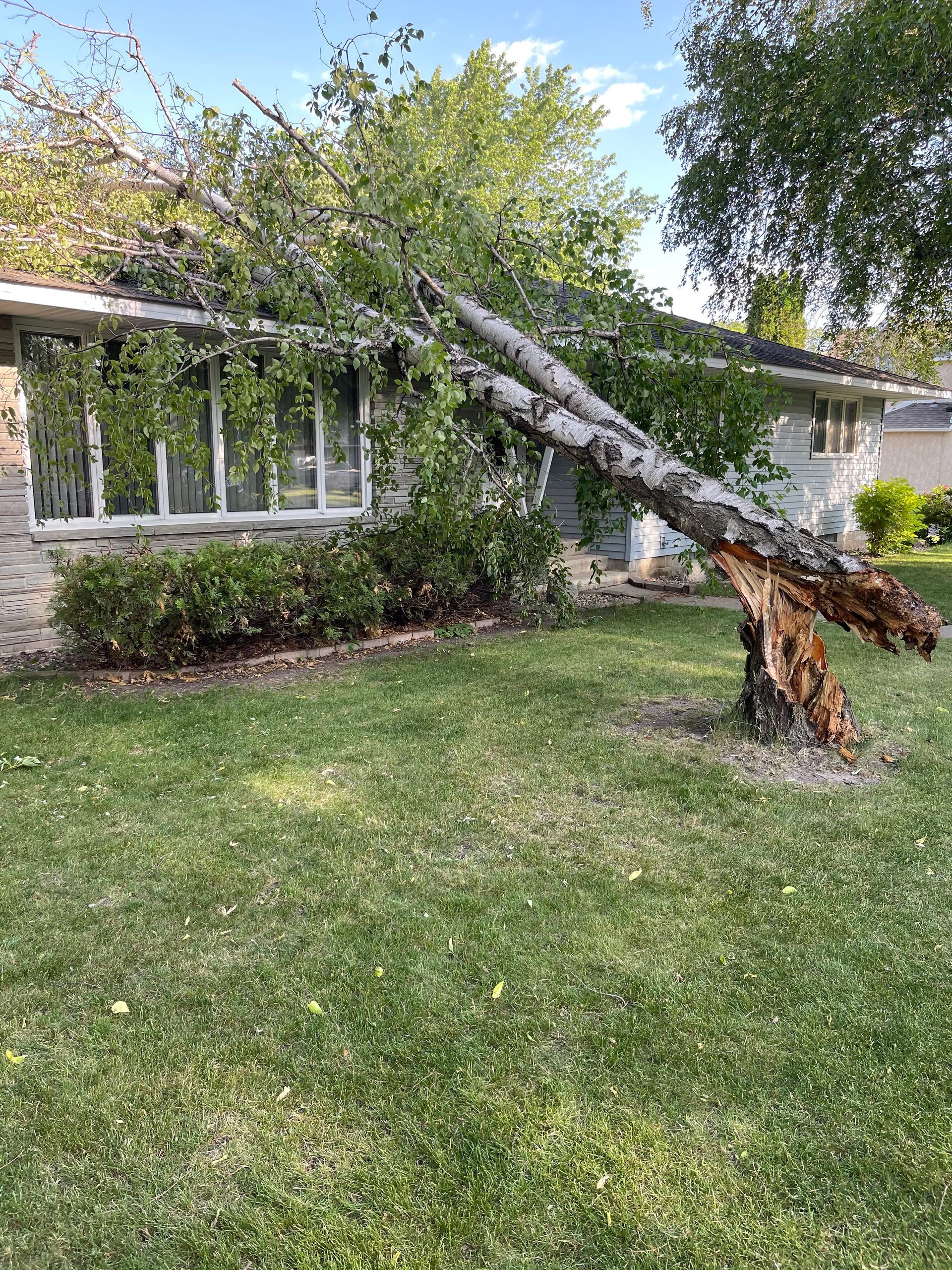 Fallen tree leaning on a house, with a broken trunk and damaged yard on a sunny day