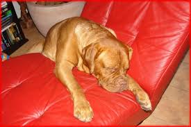 lazy dog