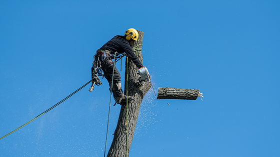 Two workers in yellow helmets on a wooden utility pole against a clear blue sky
