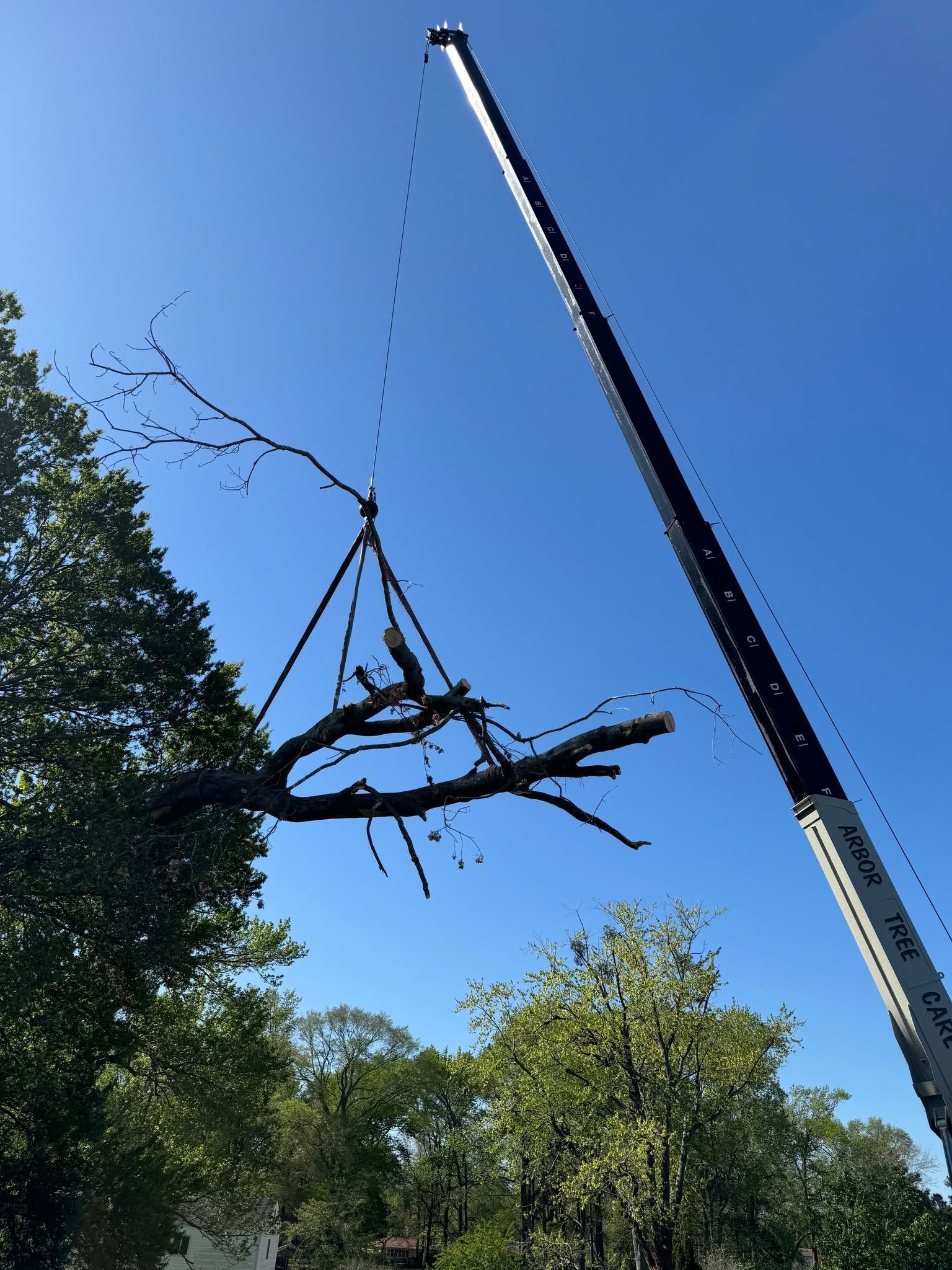 Crane lifting a large bare tree branch against a blue sky over a wooded area