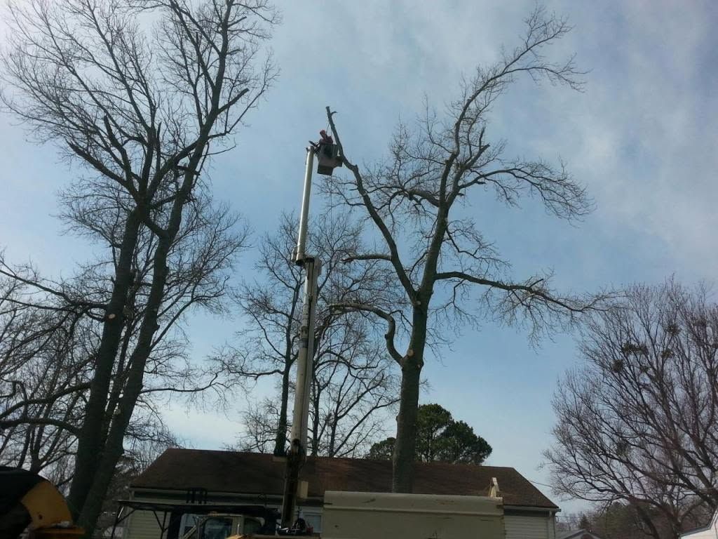 Tree worker in a bucket lift trimming tall bare trees beside a house on a cloudy day