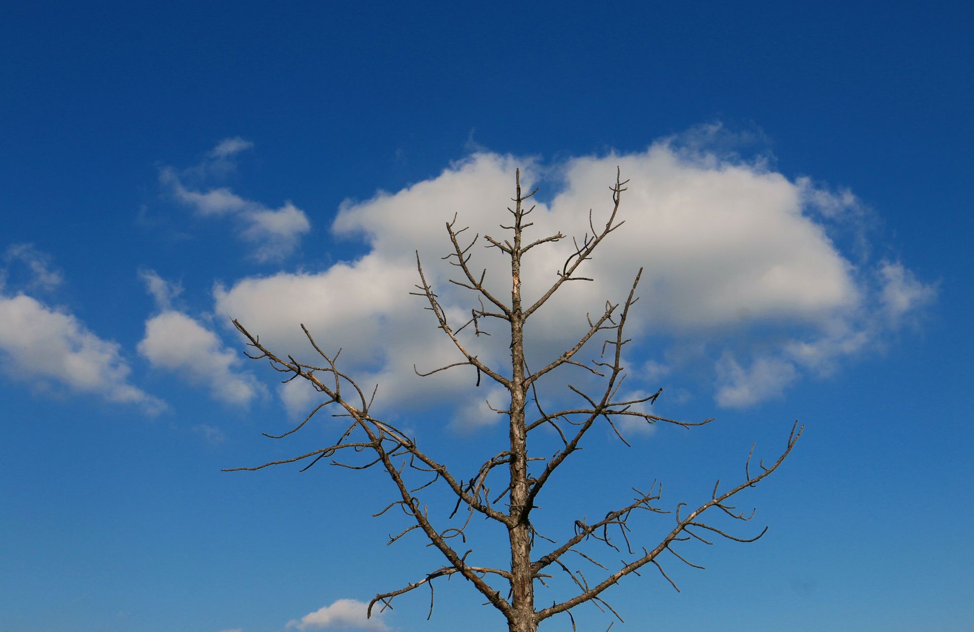 Bare leafless tree against a bright blue sky with white clouds