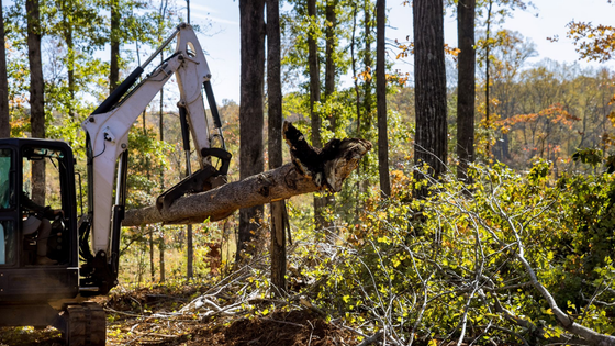 Excavator lifting a large uprooted log in a wooded clearing with bright autumn foliage