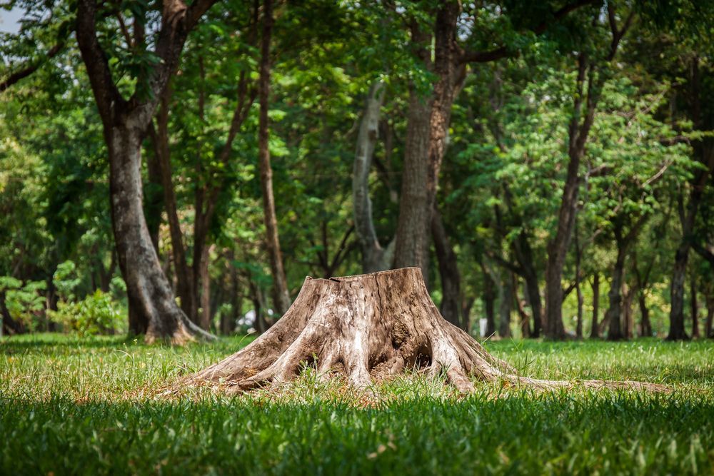 Tree stump in a sunlit green forest with grass and tall trees surrounding it