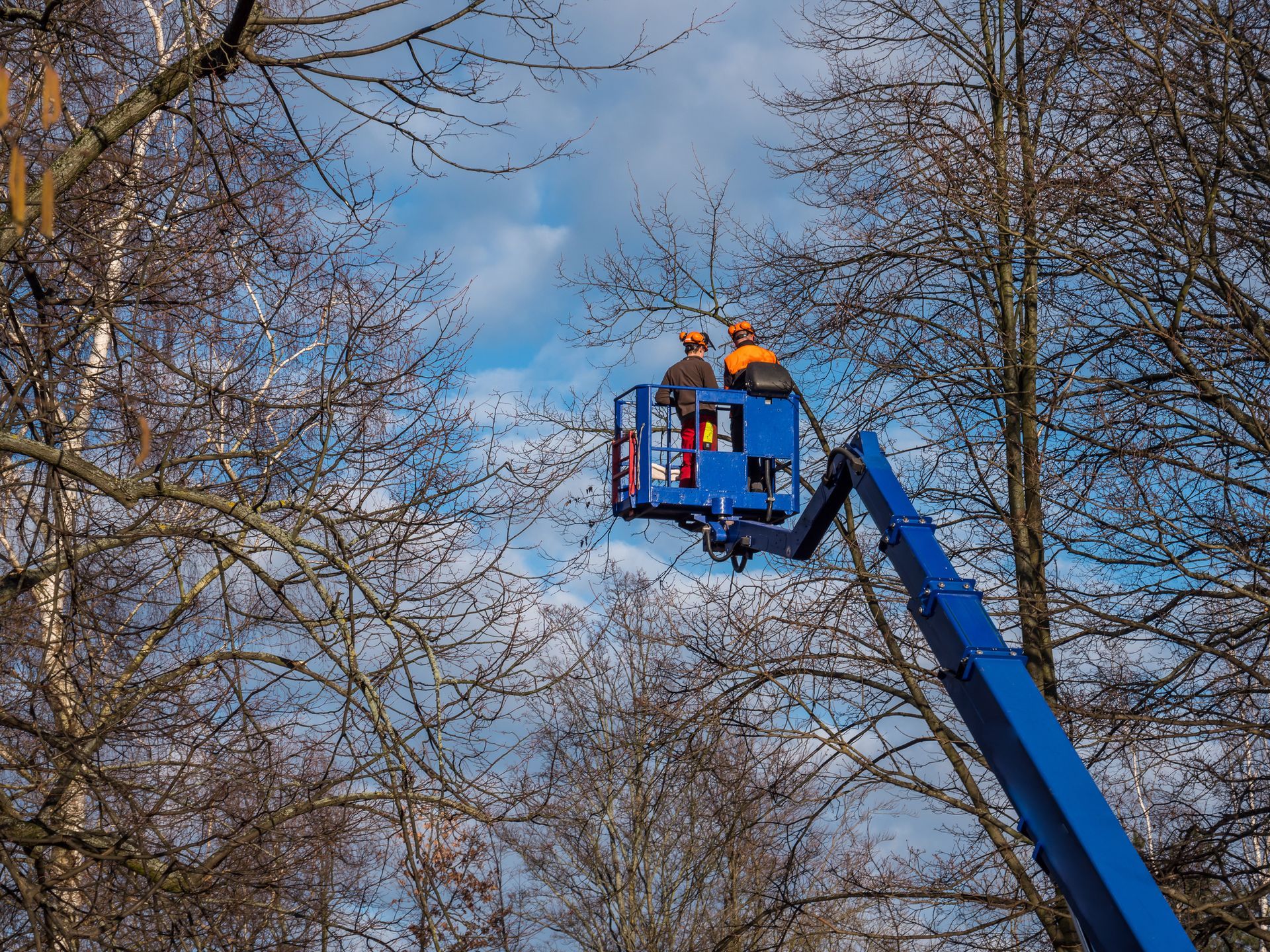 Blue cherry picker lifting two workers among leafless trees under a blue sky.
