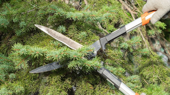Pruning shears trimming a green pine branch