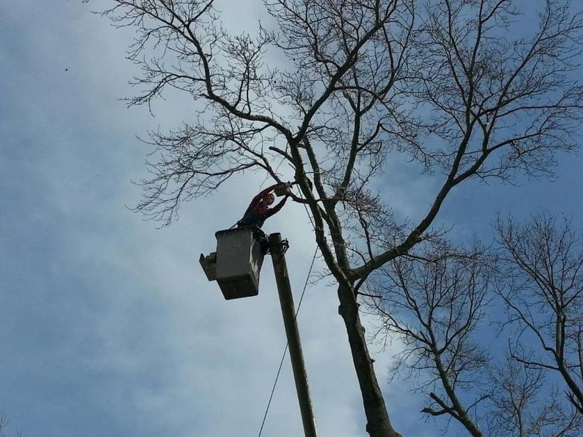 Utility worker in a bucket lift trimming tree branches against a blue sky